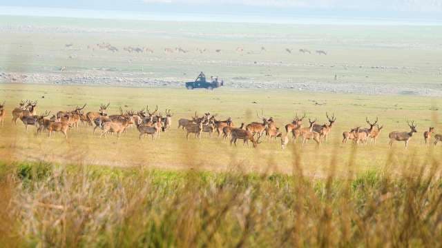 Large Herd of Deer Roaming Grasslands in Wildlife Sanctuary