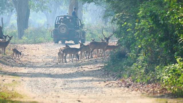 Wildlife Safari Adventure: Jeep Expedition Encounters Herd of Deer