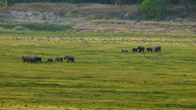 Elephant Herds Roaming Wild Across Green Grassland