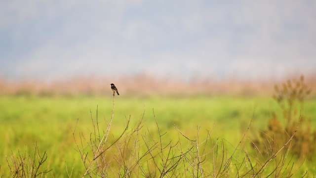 Solitary Bird Perched on Branch in Lush Green Field