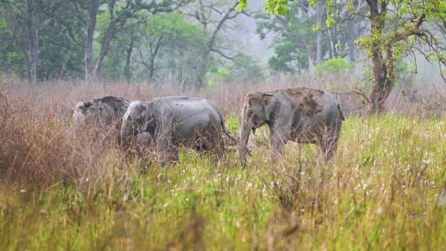 Wild Indian Elephants Roaming Grassland in Nilgiri Forest