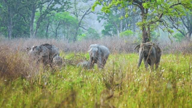 Wild Indian Elephants Roaming Through Lush Forest Grasslands