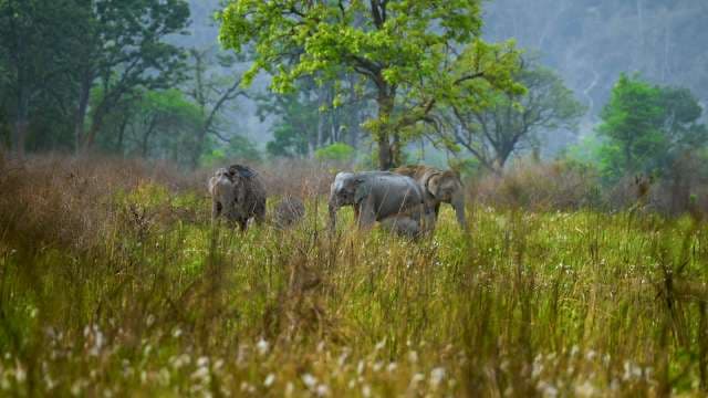 Wild Elephants Roaming in Lush Indian Forest