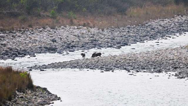 Water Buffalo Roam a Rocky Riverbed in Scenic Wilderness