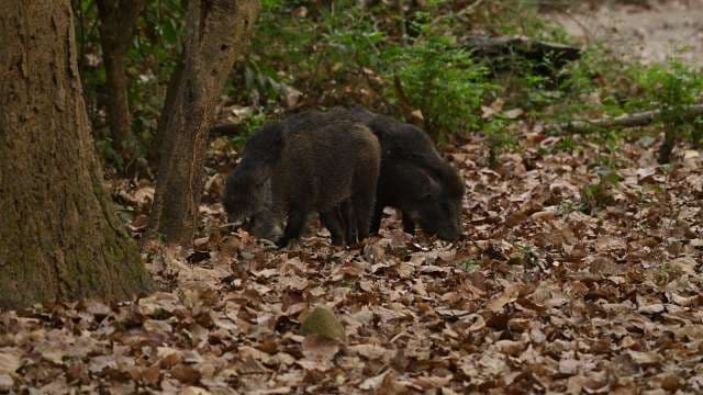 Wild Boars Foraging in Leafy Forest Habitat