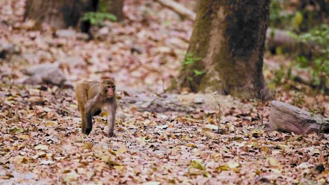 Wild Monkey Exploring Leafy Forest Floor in Ubud