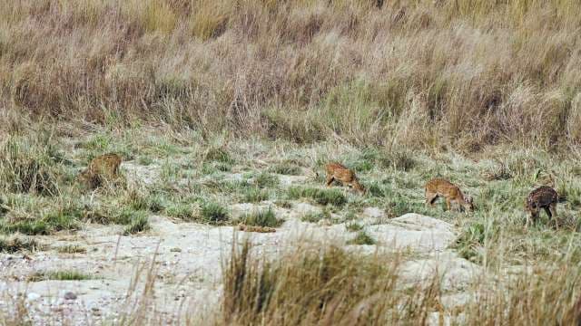Spotted Deer Grazing in Indian Grasslands