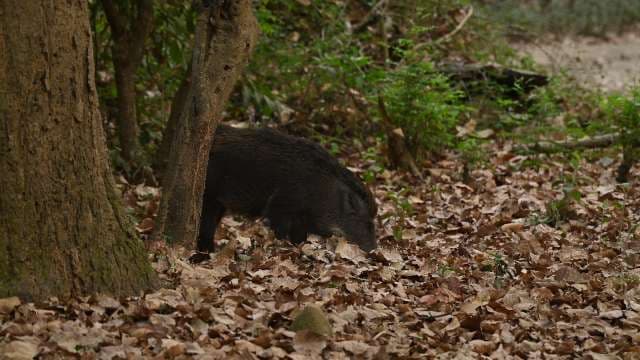 Wild Boar Foraging in Forest Leaf Litter