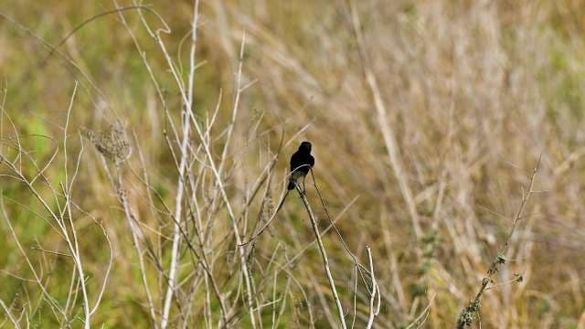 Black Bird Perched on Dry Branches in Wild Grassland