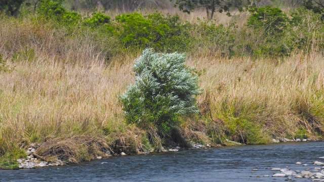 Camouflaged Tiger by Riverbank in Wild Grassland