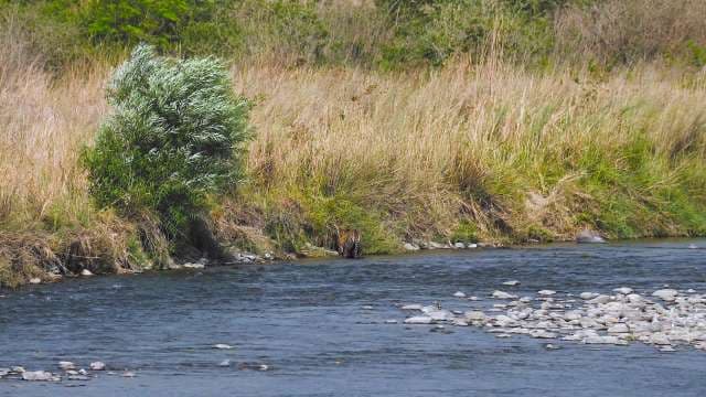 Wild Tiger Drinks From Riverbank in Natural Habitat