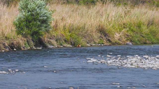 Wild Bengal Tiger Crosses River in Natural Habitat