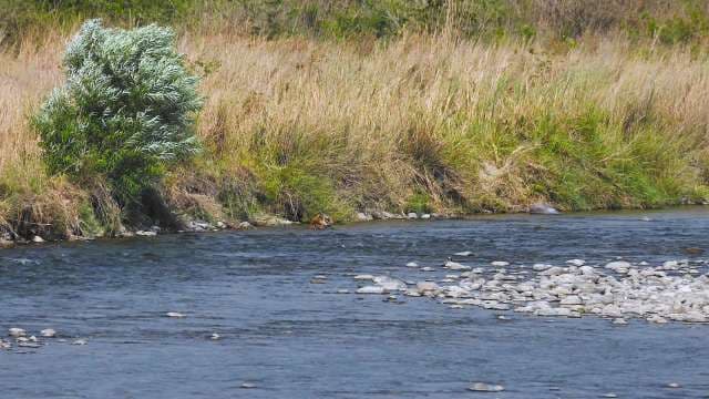 Wild Tiger Cooling Off in Riverbank Habitat