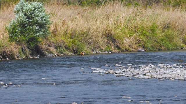 Wild Tiger Crosses River in Natural Grassland Habitat