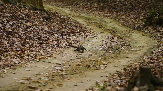 Baby Anteater Walks Alone Down Forest Path
