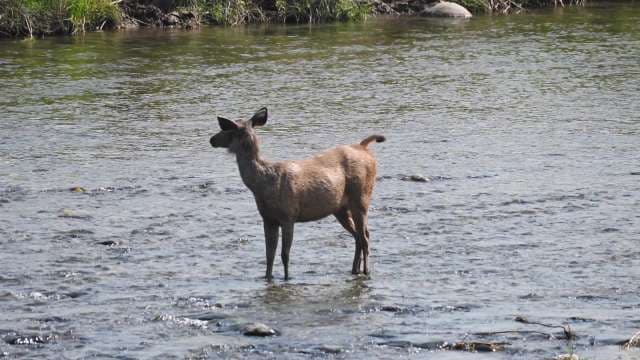 Elk Standing in River Water in Yellowstone National Park