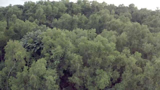 Aerial Drone View of Dense Green Forest Canopy