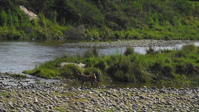 Wild Goat Crossing Rocky Stream in Lush Green Valley