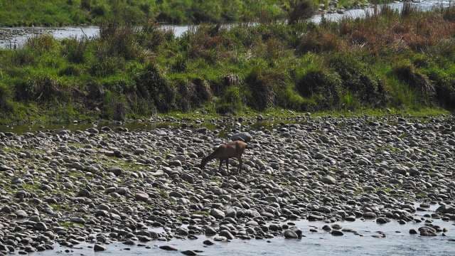 Deer Grazing on Rocky Riverbank in Nature