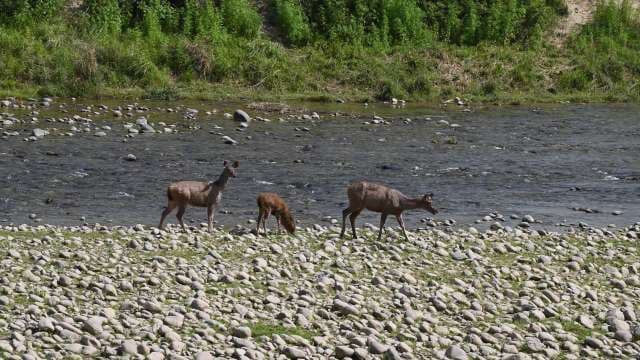 Wild Deer Grazing by Rocky Riverbank in Nature