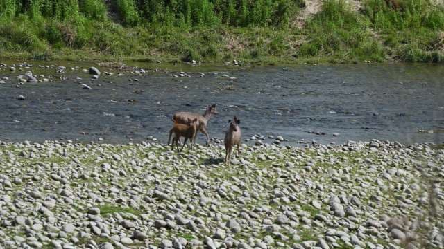 Deer Family by Riverbank in Natural Forest Setting