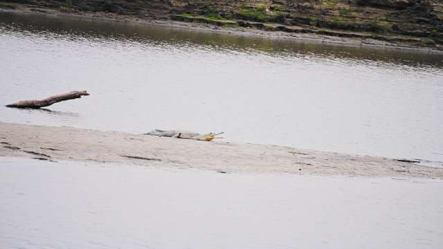Rare Gharial Basking on Riverbank in India
