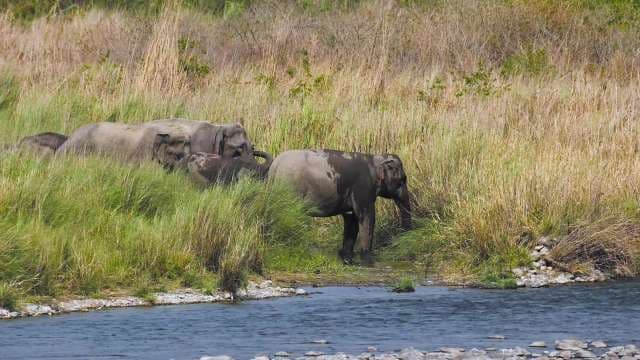 Wild Elephants Drinking at Riverbank in Natural Habitat