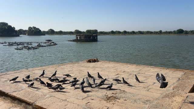 Peaceful Birds and Dog by Gadisar Lake Jaisalmer