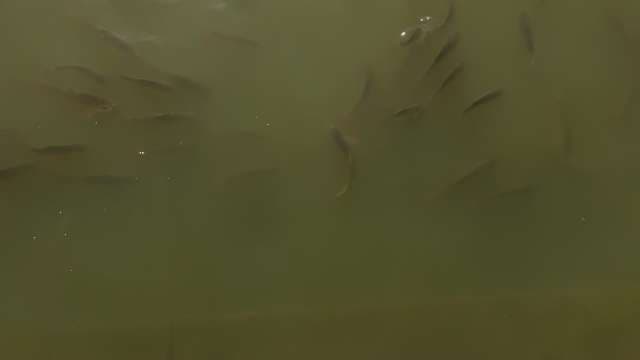 School of Fish Swimming Underwater in Gadi Sagar Lake, Jaisalmer