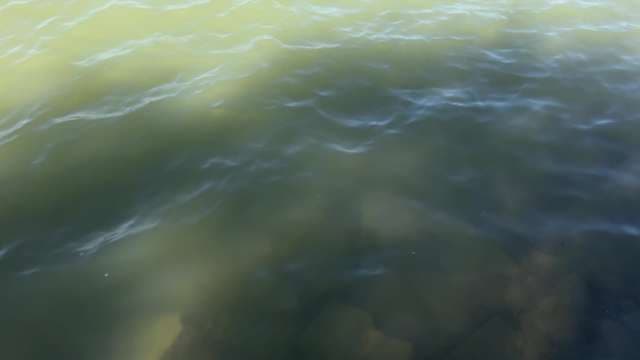 Murky Green Water Ripples: Signs of Pollution or Algae Bloom