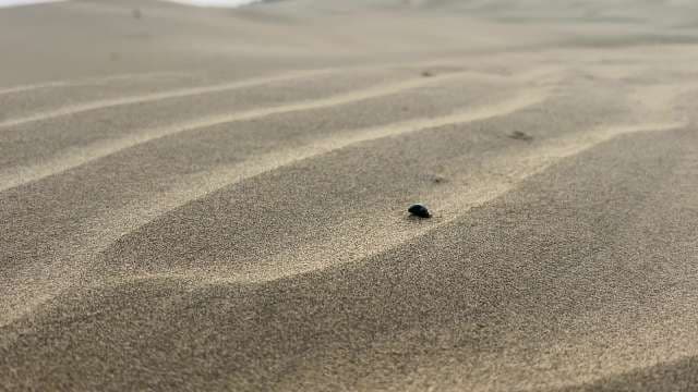 Desert Beetle Traversing Wind-Formed Sand Dunes