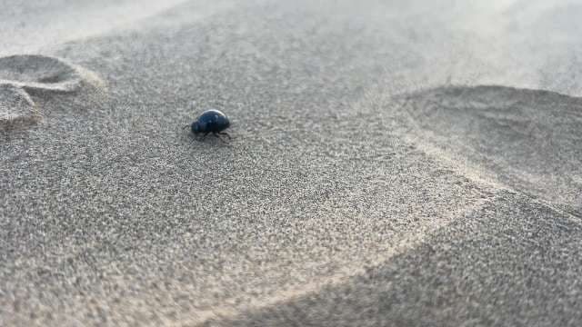 Tiny Black Sand Beetle Crawling on Coastal Dunes