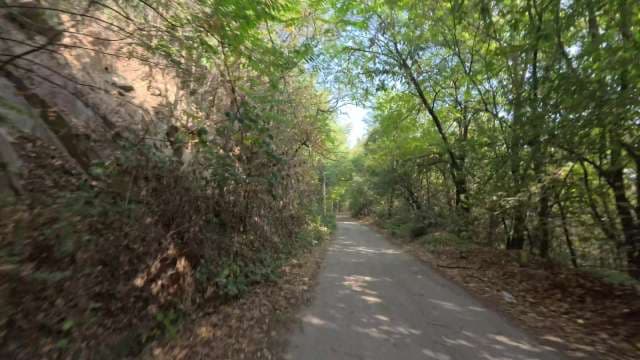 Serene Forest Path Winding Through Lush Greenery