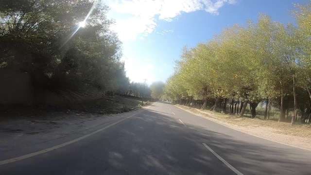 Breathtaking Tree-Lined Scenic Road Drive