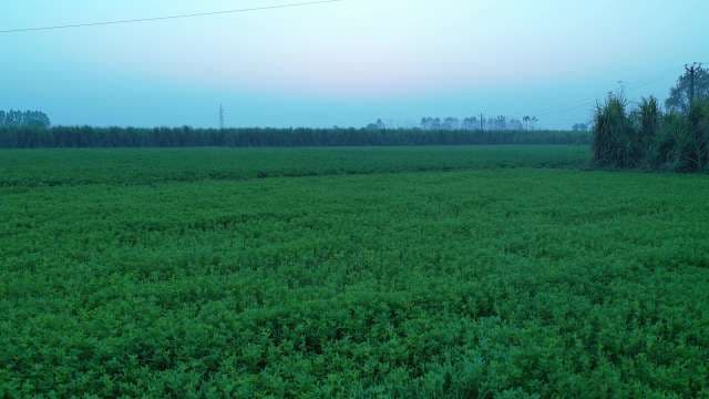 Vast Green Soybean Field at Dusk