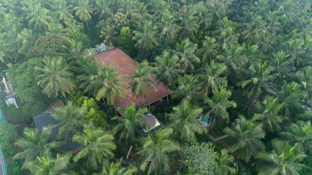 Aerial View of Expansive Coconut Palm Plantation and Rural Houses