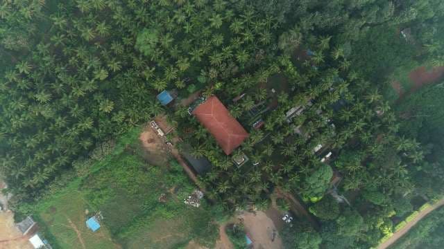 Aerial View of Coconut Plantation in Tropical Rainforest