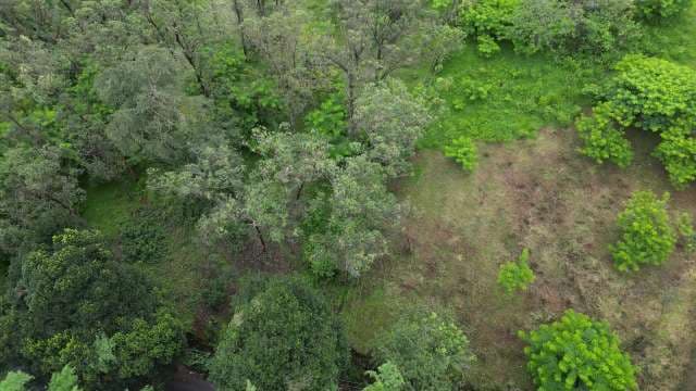Lush Aerial Forest Canopy from Above