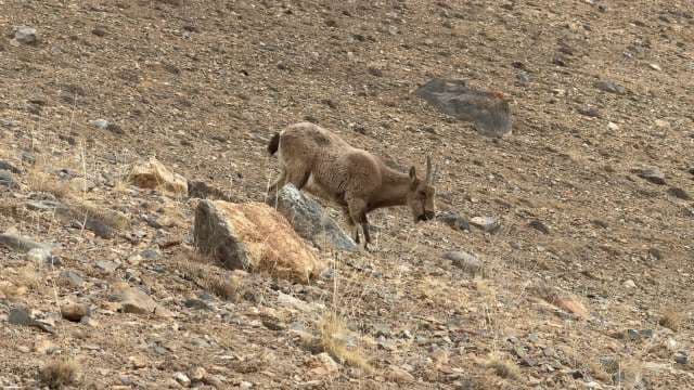 Mountain Goat Navigating Rocky Alpine Terrain