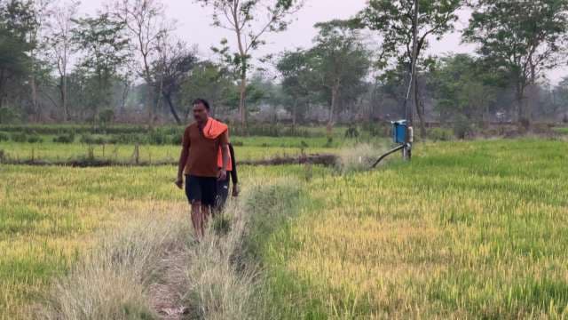 Farmer Walking Through Lush Rice Paddy Field