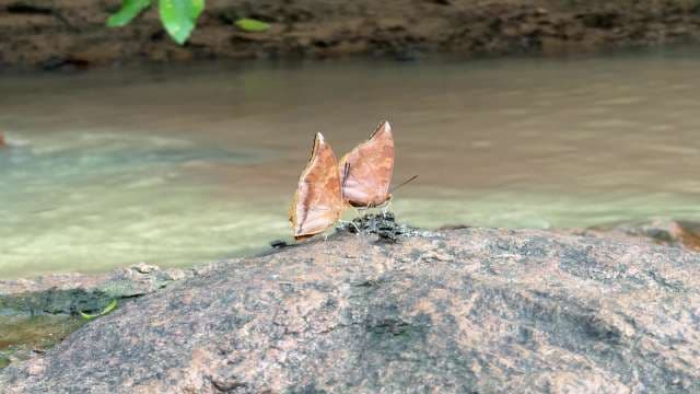 Indian Oakleaf Butterfly: Perfect Camouflage Master