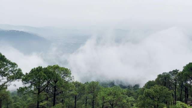 Serene Misty Pine Forest Mountain Landscape