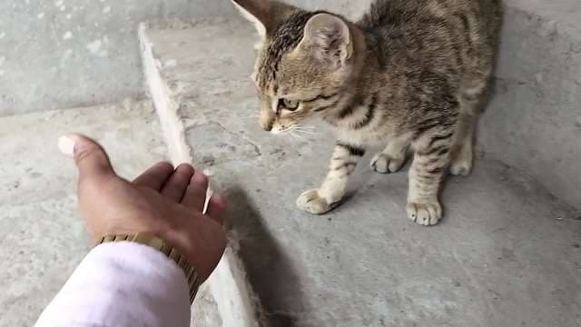 Friendly Tabby Kitten Approaches Human Hand Outdoors