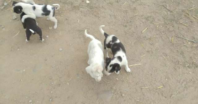 Adorable Black and White Puppies Playing Outdoors