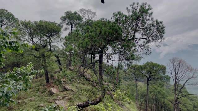 Himalayan Chir Pine Forest 