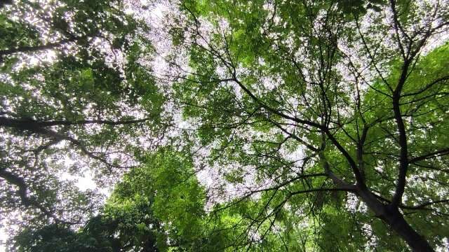 Lush Green Tree Canopy with Monsoon Rainfall Through Leaves