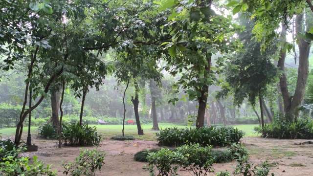 Rainfall in Forest Park with Lush Green Trees