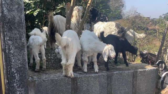 Playful Goats Grazing in Rural Farm Garden Setting