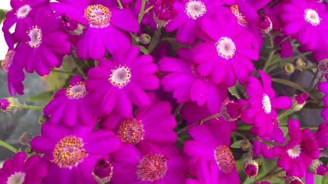 Vibrant Magenta Flowers in Full Bloom Close-Up