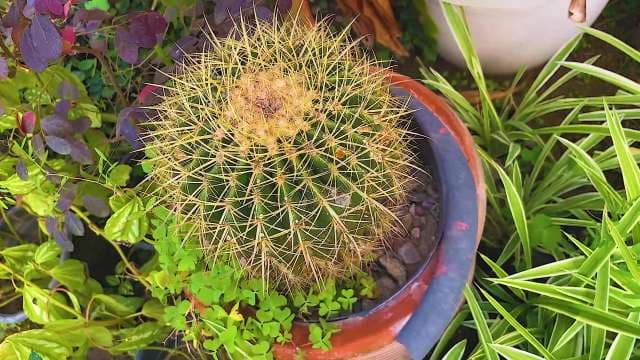 Golden Barrel Cactus in Vibrant Garden Setting